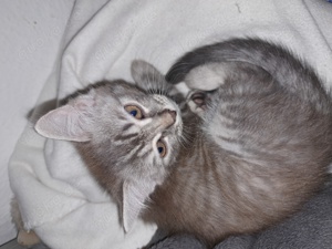 Bkh Maine coon Mix kitten katze 