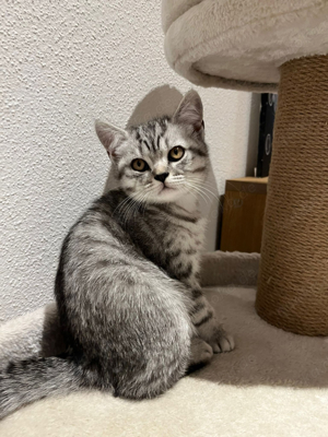 BKH Kitten in Silber Tabby