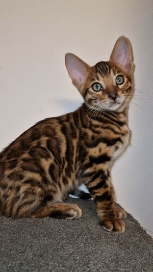 Bengal Reinrassige Kitten