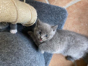 britische bebi katzen mit weisen flecken