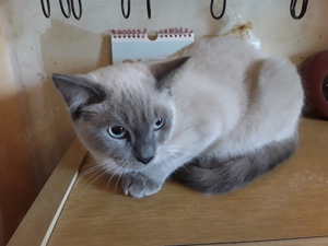 Hübscher Siam Jungkater in blue-point mit blauen Augen abzugeben, 6 Monate alt 