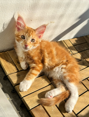 nur noch 2 XXL Maine Coon Kitten "kleine Puschelöhrchen"