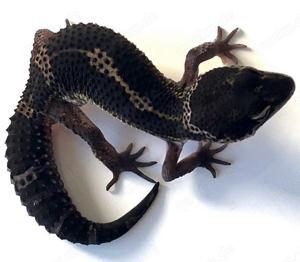 black night leopardgecko weibchen