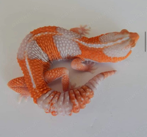 leopardgecko männchen