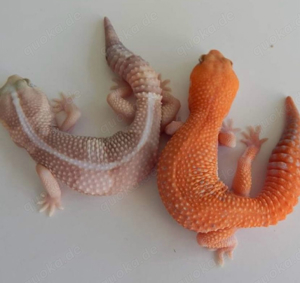 leopardgecko paar abzugeben