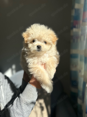 Maltipoo süße Welpe