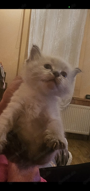 1 5 Ragdoll Kitten männlich ab 12 Wochen abzugeben 