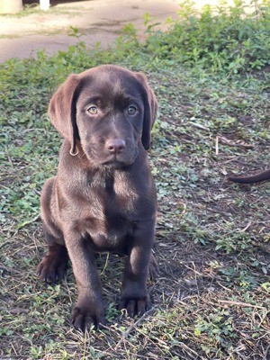 Labrador Welpen 