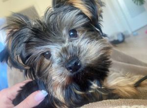 Yorkshire Terrier black&tan