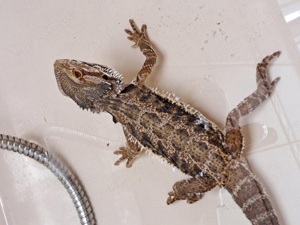 Verkaufen 2 Bartagame, 1 Leguan und 2 Leopardgeckos