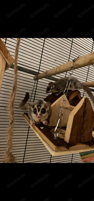 Sugarglider Gruppe Sugar Glider Kurzkopfgleitbeutler