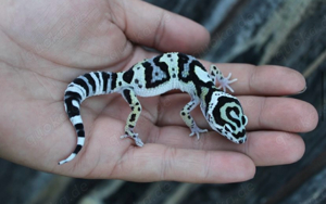 leopardgecko junges abzugeben 