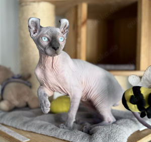 Sphynx Elf mit Stammbaum und Tasthaaren. ABHOLBEREIT!