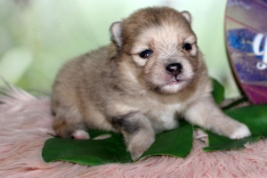 Zwergspitz Pomeranian Welpen in verschiedenen Farben mit Ahnentafel