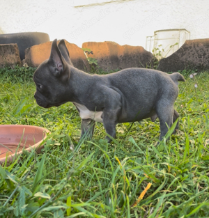 Französische Bulldoggen Welpen