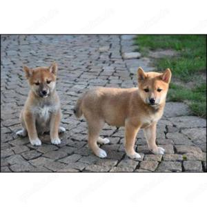 Shiba Inu Welpen