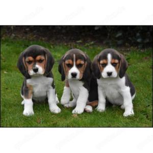 Sozial domestizierte Beagle-Welpenxx