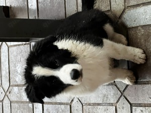 VDH Border Collie Welpen