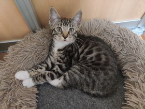  Zwei bezaubernde Bengal-Mix Kitten finden bald ein liebevolles Zuhause