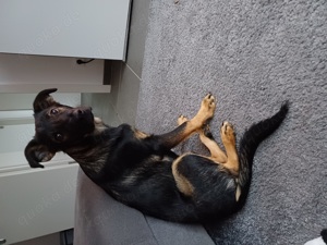 Schäferhund Mischling 