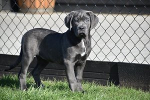 Cane Corso Welpen blau