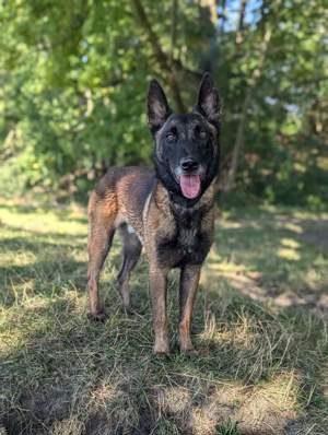 Ares freundlich sportlicher Malinois 