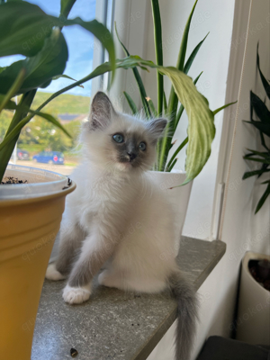 Ragdoll Kitten