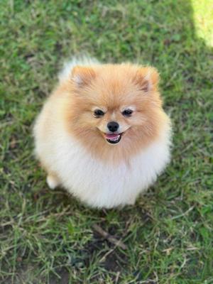 Deckrüde Pomeranian Boo 