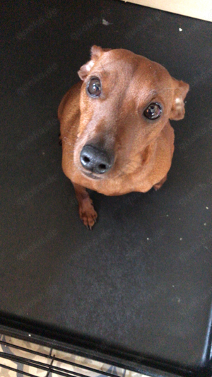 Reinrassige Zwergpinscher Dame, 1 Jahr