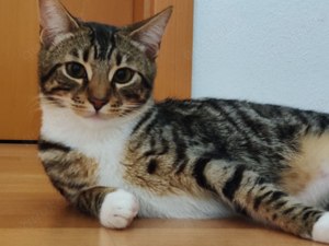 Ein bezauberndes Bengal-Mix Kätzchen sucht noch ein liebevolles Zuhause