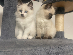 Ragdoll Katzenbabys