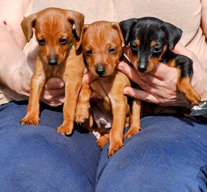 Zwergpinscher welpen