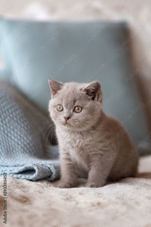 Suche BKH Katze Lilac