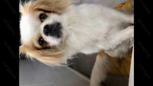 Chihuahua Pekinese Mix Dame