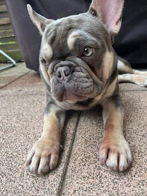 Lilac Tan französiche Bulldogge zur Deckung in Kaufbeuren