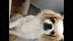 Chihuahua Pekinese Mix Dame