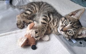 Kater 12 wochen sucht dringend ein neues Zuhause 