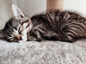 Katzenbaby, ein Weibchen