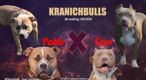 American Bully Xl Welpen zu verkaufen 