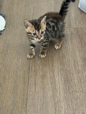 Reinrassis Bengal kitte (weiblich)