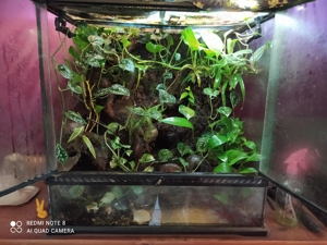 Terrarium Exo Terra 60x60x45 mit Besatz 4.0.0. Phyllobates Vittatus 