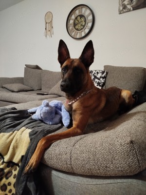 Malinois hündin 