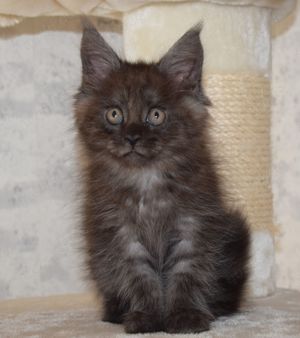 Maine Coon Kitten reinrassig 