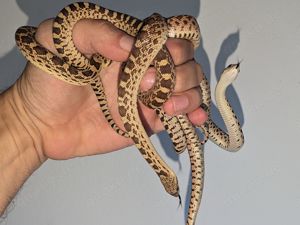 Pituophis catenifer sayi "Bull snake" NZ 2024