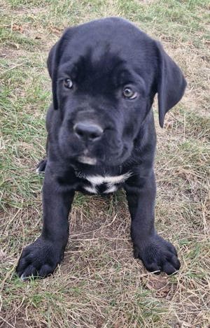 Abgabebereit! Cane Corso Welpen X-Man Linie 