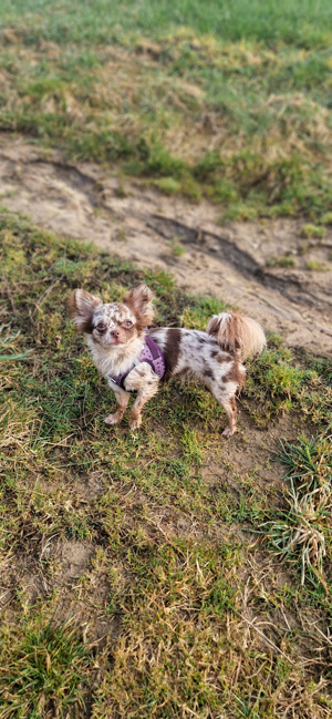 Chihuahua Hündin sucht Bestplatz