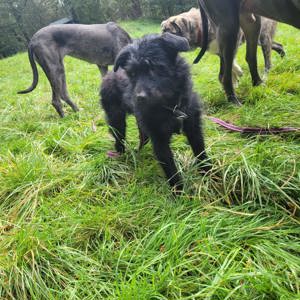 Merle aus dem Tierschutz sucht eine Zuhause 