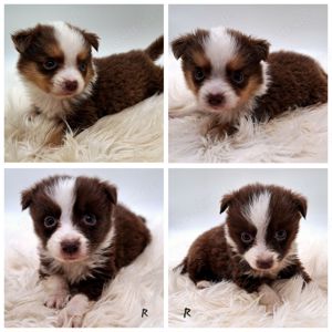 Miniature Australian Shepherd Welpen mit Papieren 