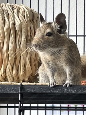 Degu Weibchen 6 Monate alt abzugeben