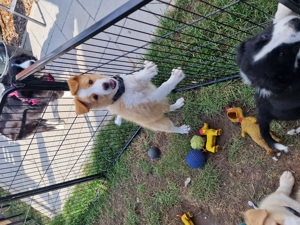 Reinr. Border Collie Welpen von Show mit Ahnentafel 